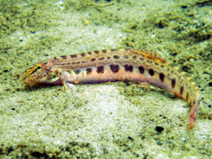 Cobitis bilineata - Italian Spined Loach.png