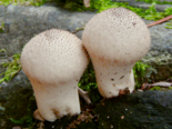 Lycoperdon perlatum - Common Puffball.png