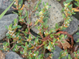 Polygonum aviculare - Common Knotgrass.png