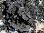 Umbilicaria proboscidea - Greater Salted Rocktripe Lichen.png