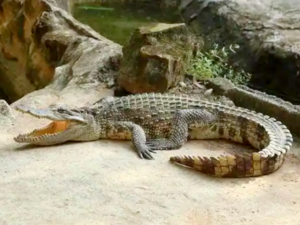 Alligator sinensis - Chinese Alligator.png
