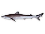 Galeorhinus galeus - Tope Shark.png