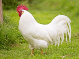 Gallus gallus domesticus -（Italian Chicken Breeds）Livorno.png