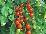 Heirloom Tomato - Gardener's Delight.png