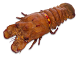 Scyllarides latus - Mediterranean Slipper Lobster.png