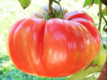 Heirloom Tomato - Henderson's Pink Ponderosa.png