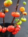 Solanum integrifoliu - Relative of the Tomato.png
