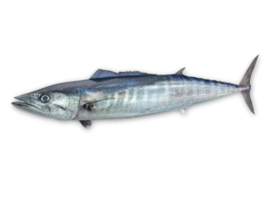 Acanthocybium solandri - Wahoo.png