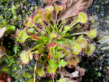Drosera rotundifolia - Round Leaved Sundew.png