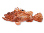 Scorpaena scrofa - Red Scorpionfish.png