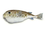 Sphoeroides pachygaster - Blunthead Puffer.png