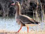 Anser albifrons - Greater White Fronted Goose.png