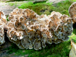 Grifola frondosa - Hen of the Woods.png