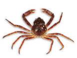 Hyas coarctatus - Contracted Crab.png