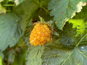 Rubus spectabilis - Salmonberry.png