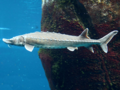 Acipenser oxyrinchus - European Sea Sturgeon.png