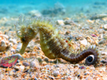Hippocampus guttulatus - Long Snouted Seahorse.png