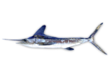 Tetrapturus albidus - Atlantic White Marlin.png