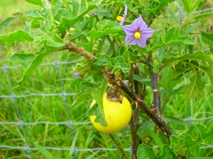 Devil's Apple - Fruits and flowers of Solanum linnaeanum.png