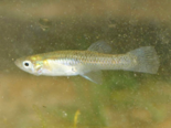 Gambusia holbrooki - Eastern Mosquitofish.png