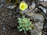 Papaver radicatum - Arctic Poppy.png