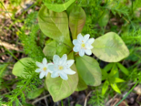 Trientalis europaea - Chickweed Wintergreen.png