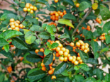 Fruit of Solanum diphyllum.png