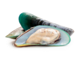 Mytilus spp - Blue Mussel.png