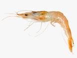 Parapenaeus longirostris - Deepwater Rose Shrimp.png