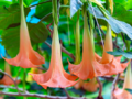 Angel's Trumpet flowers.png