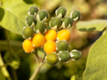 Dwarf Tamarillo - Solanum abutiloides.png