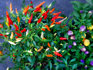 Ornamental Peppers.png