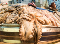 Portuguese Seafood -（Cefalópodes）Cephalopod.png