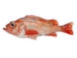 Sebastes marinus - Golden Redfish.png