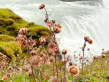 Geum rivale - Water Avens.png