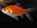 Carassius auratus - Goldfish.png