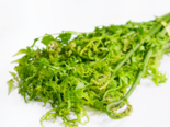 Diplazium esculentum - Vegetable Fern.png