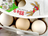 Icelandic Eggs -（Icelandic Chicken）Landnámshænuegg.png