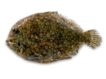 Bothus podas - Wide Eyed Flounder.png