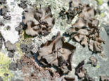 Umbilicaria torrefacta - Punctured Rocktripe Lichen.png