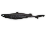 Etmopterus spinax - Velvet Belly Lantern Shark.png