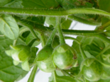 Fruit of Solanum sarrachoides.png