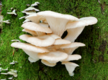 Pleurotus ostreatus - Oyster Mushroom.png