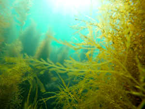 Sargassum vulgare - Wireweed.png