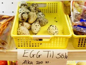 Icelandic Cuisine - Álkuegg.png