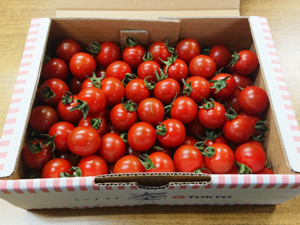 Japanese Brand Tomatoes - Kanade from Tokyo.png