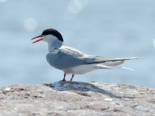 Sterna paradisaea - Arctic Tern.png