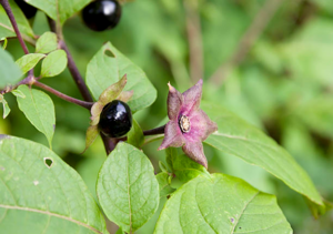 Belladonna flowers.png