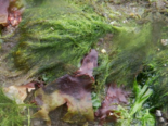 Cladophora sericea - Graceful Green Hair.png