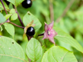 Fruits and flowers of Atropa belladonna.png